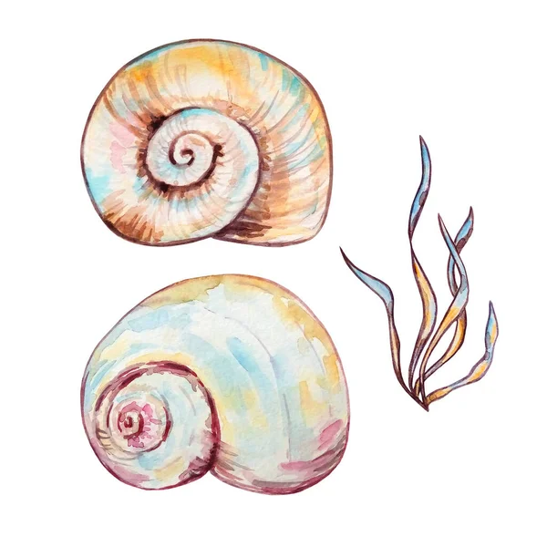 Watercolor Colorful Seashells Hand Drawn Illustration Design Print — Stock Photo, Image