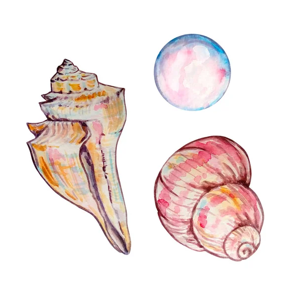 Watercolor Colorful Seashells Hand Drawn Illustration Design Print — Stock Photo, Image