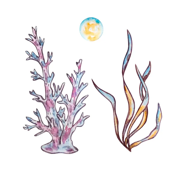 Akvarelové Mořské Řasy Korálové Ilustrace Pro Design Tisk — Stock fotografie