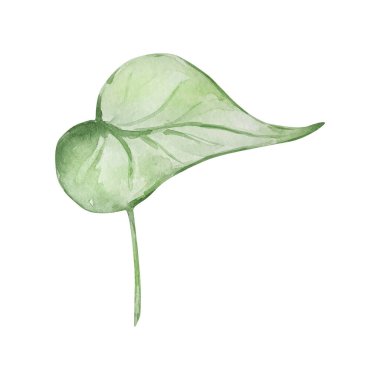 Suluboya sabah zafer yaprağı, Eylül ayı doğum çiçeği, baskılar ve kartpostallar için tasarım