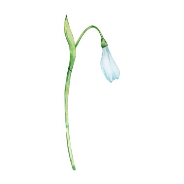 Suluboya kar damlaları, Ocak ayı doğum çiçeği, baskılar ve kartpostallar için tasarım