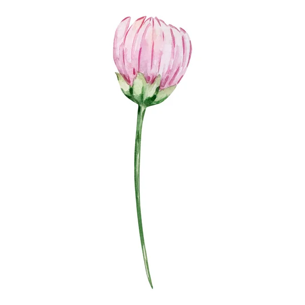 Watercolor Pink Bud Chrysanthemum November Birth Month Flower Design Prints — Stock Photo, Image