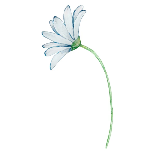 Watercolor Daysi April Month Birth Flower Print Postcard Design — Stock Photo, Image