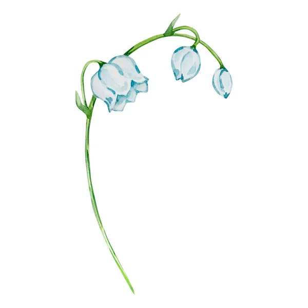 Watercolor lily of the valley, May month birth flower, design for prints and postcards