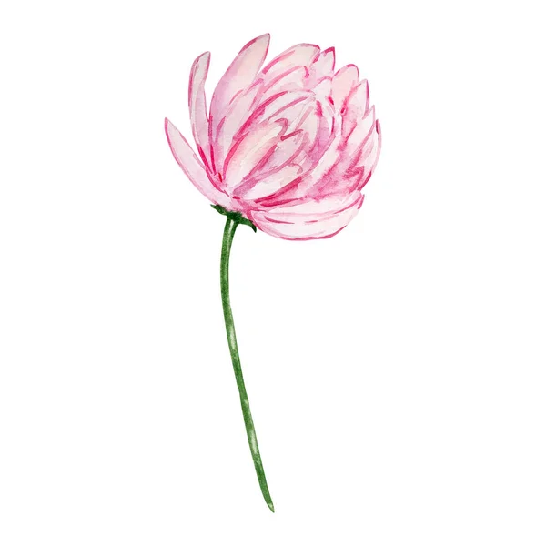 Watercolor Pink Bud Chrysanthemum November Birth Month Flower Design Prints — Stock Photo, Image