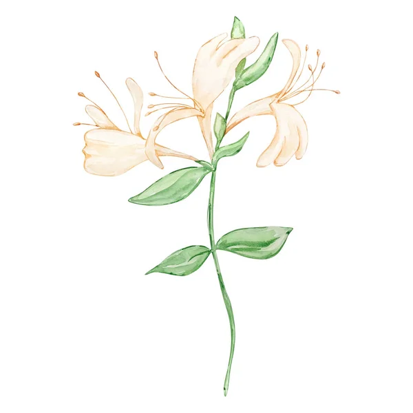 Watercolor Honey Sickle June Month Birth Flower Design Prints Postcards — Stock Photo, Image