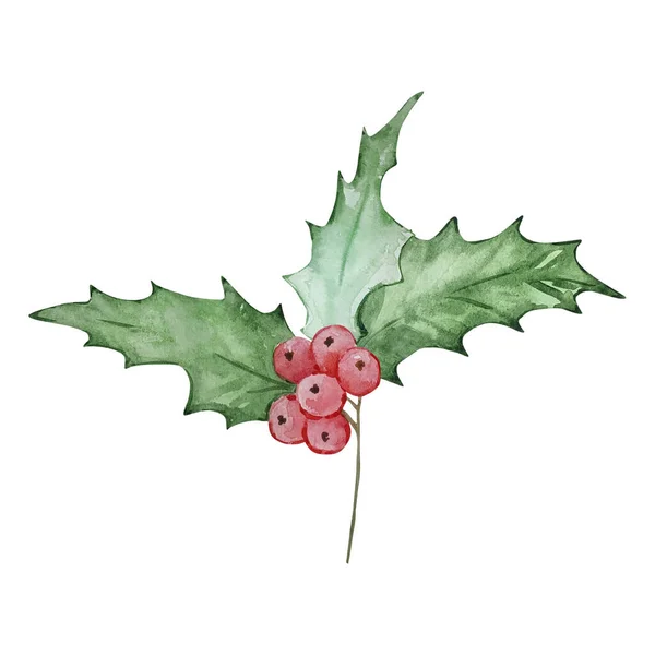 Watercolor Holly Berry December Month Birth Flower Design Prints Postcard — 스톡 사진