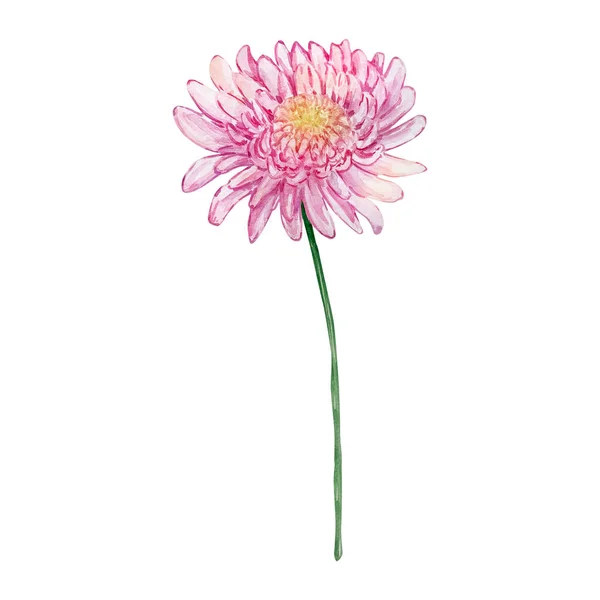 Watercolor Pink Chrysanthemum November Birth Month Flower Design Prints Cards — Stock Photo, Image
