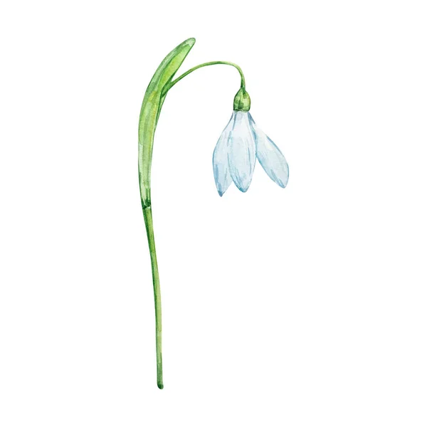 stock image Watercolor snowdrops, January month birth flower, design for prints and postcards