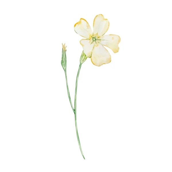 Watercolor Primrose February Month Birth Flower Design Prints Postcards — Stock Photo, Image
