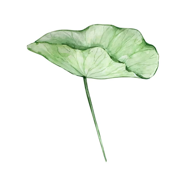 Liść Lilii Wodnej Akwarela Maj Miesiąc Kwiat Urodzenia Projekt Dla — Zdjęcie stockowe