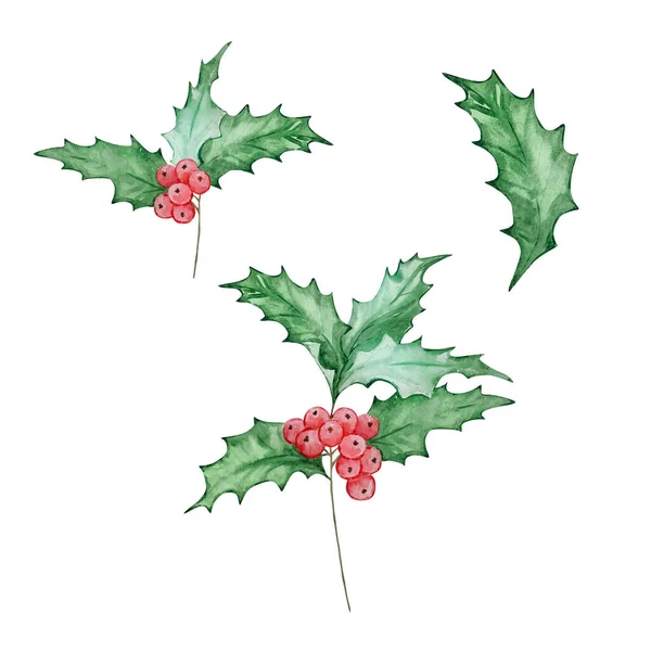 Suluboya Kutsal Meyve Aralık Ayı Çiçeği Baskılar Kartlar Için Tasarım — Stok fotoğraf