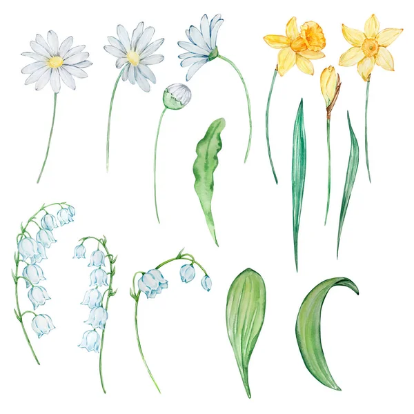 Watercolor spring flowers, march, april, may month birth flower, design for prints and postcards
