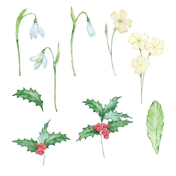 Akvarel Zimní Květiny Prosinec Leden Únor Měsíc Narození Květiny Design — Stock fotografie
