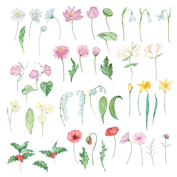 Akvarell Készlet Hónap Születési Virág Design Nyomtatványok Képeslapok — Stock Fotó
