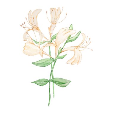 Suluboya buket bal emme, haziran ayı çiçeği, baskılar ve kartlar için tasarım