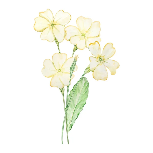 水彩花束のプリムローズ 2月の誕生月の花 プリントとカードのためのデザイン — ストック写真