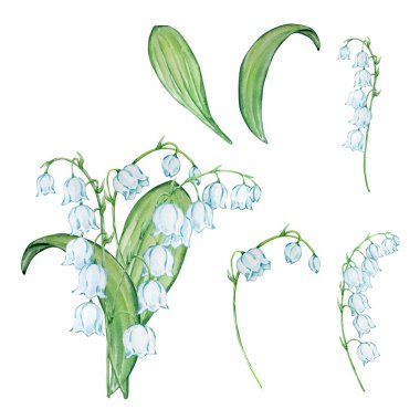 Watercolor bouquet lily of the valley, may birth month flower, design for prints and cards clipart