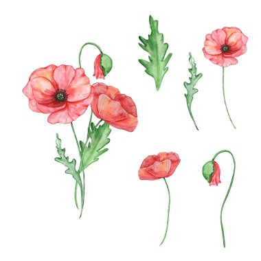 Suluboya buket kırmızı haşhaş, ağustos ayı çiçeği, baskılar ve kartlar için tasarım