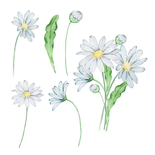 水彩の花束デイジー 4月の誕生月の花 プリントとカードのためのデザイン — ストック写真