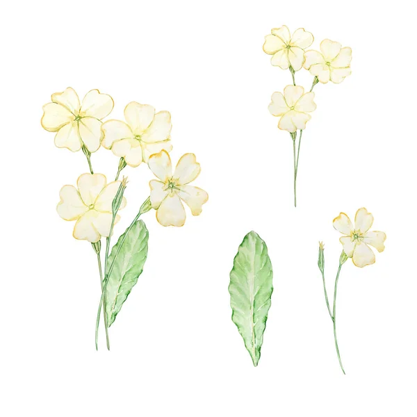 水彩花束のプリムローズ 2月の誕生月の花 プリントとカードのためのデザイン — ストック写真