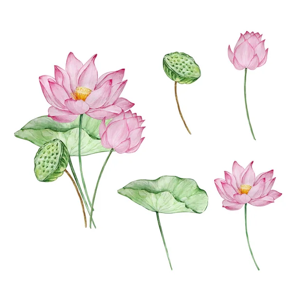 水彩花束睡蓮 7月の誕生月の花 プリントやカードのためのデザイン — ストック写真