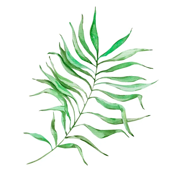 Akvarell Ljusa Gröna Tropiska Löv För Sommarmotiv — Stockfoto