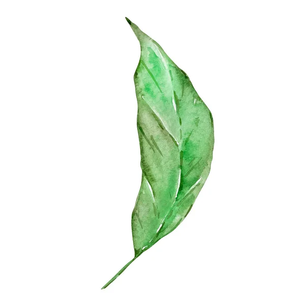 Акварель Ярко Зеленый Тропический Лист Летнего Дизайна — стоковое фото