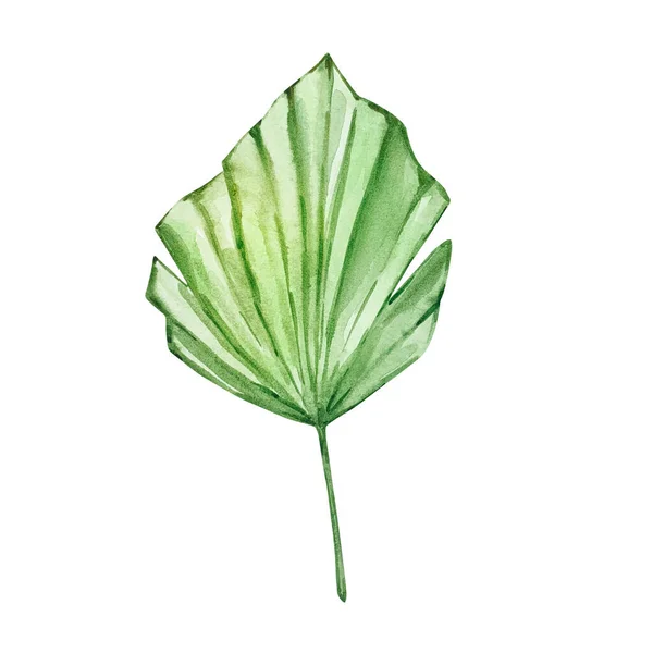 Akvarell Fényes Zöld Trópusi Levél Nyári Minták — Stock Fotó
