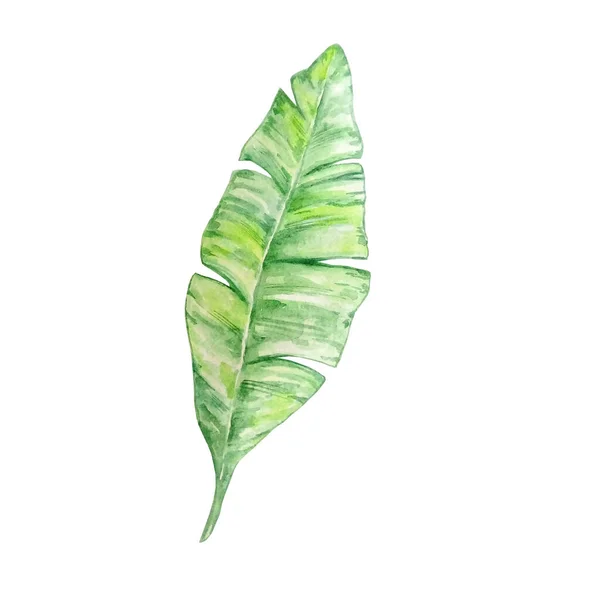 Akvarel Jasně Zelený Tropický List Pro Letní Design — Stock fotografie