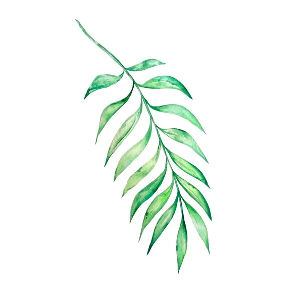 Акварель Яскраво Зелений Тропічний Лист Літніх Дизайнів — стокове фото