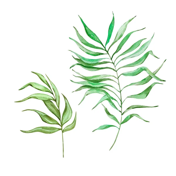 Υδατογραφία Έντονα Πράσινα Τροπικά Φύλλα Για Καλοκαιρινά Σχέδια — Φωτογραφία Αρχείου