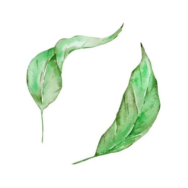 Akvarel Jasně Zelené Tropické Listy Pro Letní Design — Stock fotografie