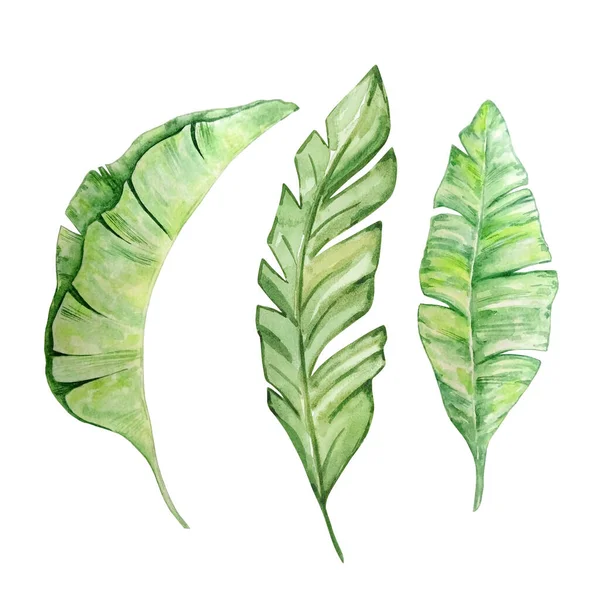 Akvarel Jasně Zelené Tropické Listy Pro Letní Design — Stock fotografie