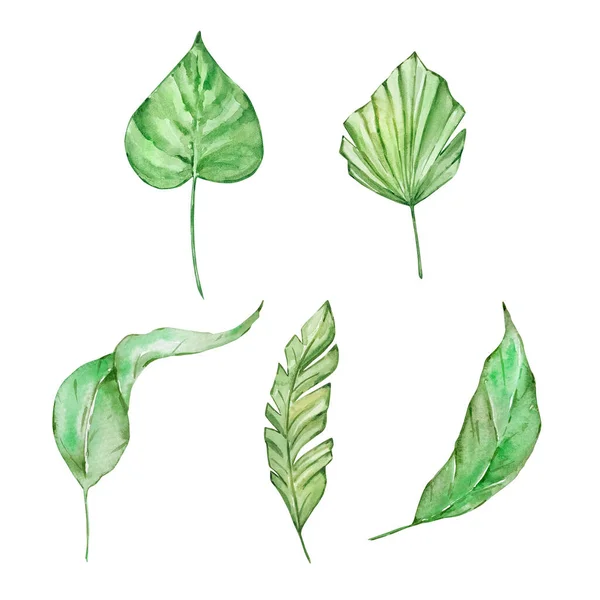 디자인을 녹색의 나뭇잎 — 스톡 사진