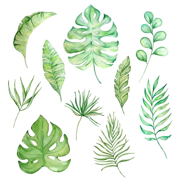 Акварель Ярко Зеленые Тропические Листья Летнего Дизайна — стоковое фото