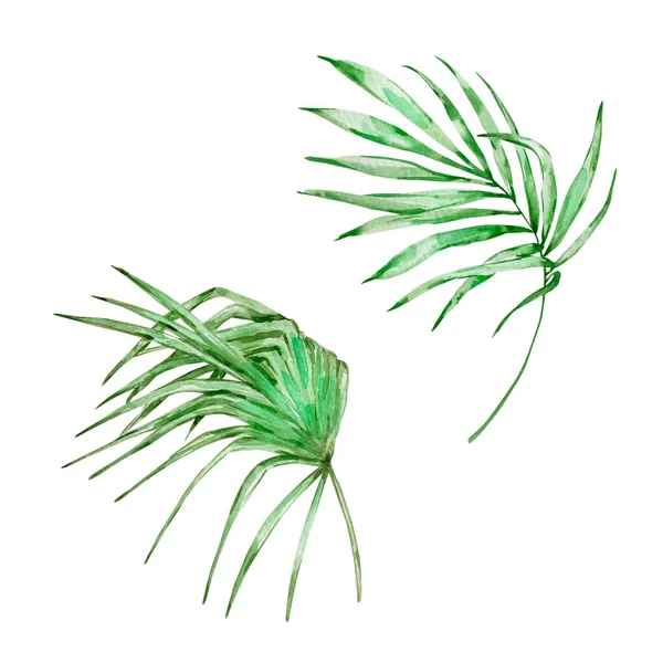 Acuarela Verde Brillante Hojas Tropicales Para Diseños Verano — Foto de Stock