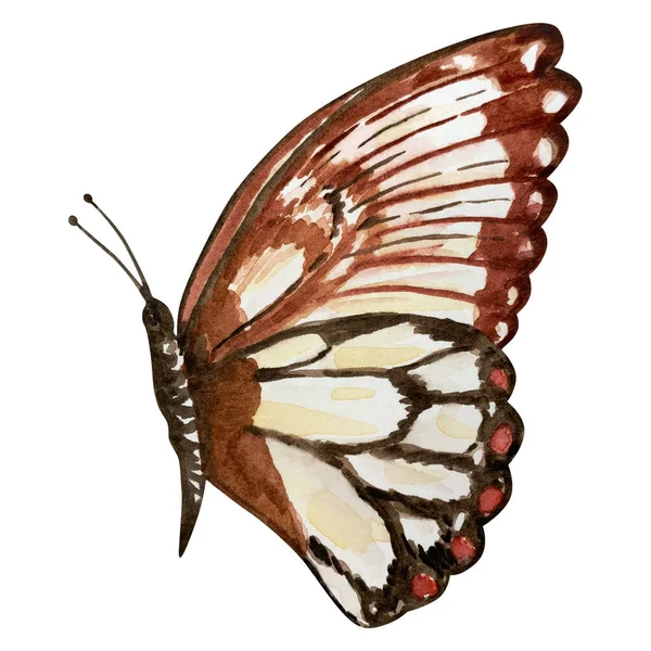 Watercolor Brown Butterfly Moth — Stock Photo, Image