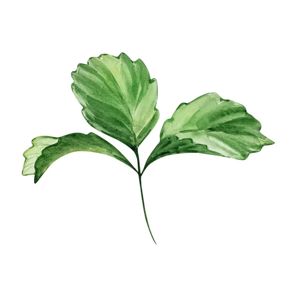 Akvarelová Větev Jahodovými Listy Zelená — Stock fotografie