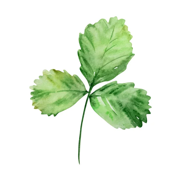 Akvarell Gren Med Jordgubbsblad Grön — Stockfoto