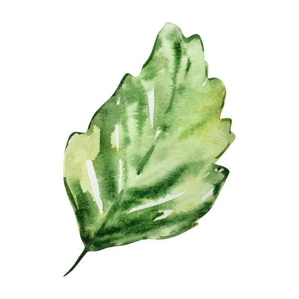 Akvarellblad Jordgubbar Gröna — Stockfoto