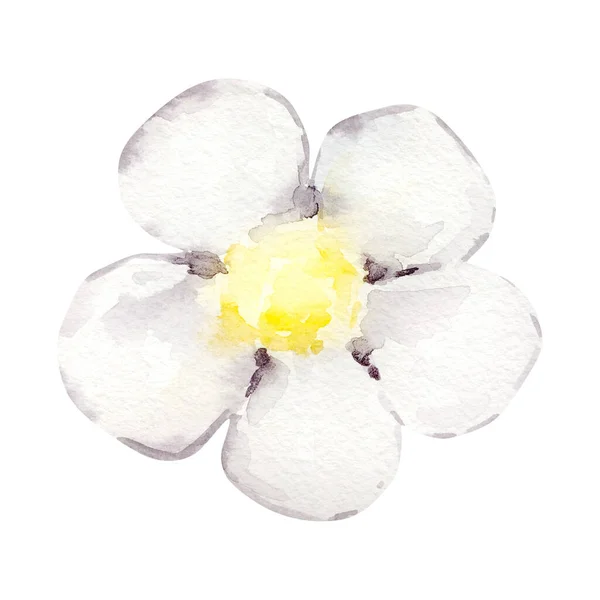 Acuarela Flor Blanca Fresa — Foto de Stock