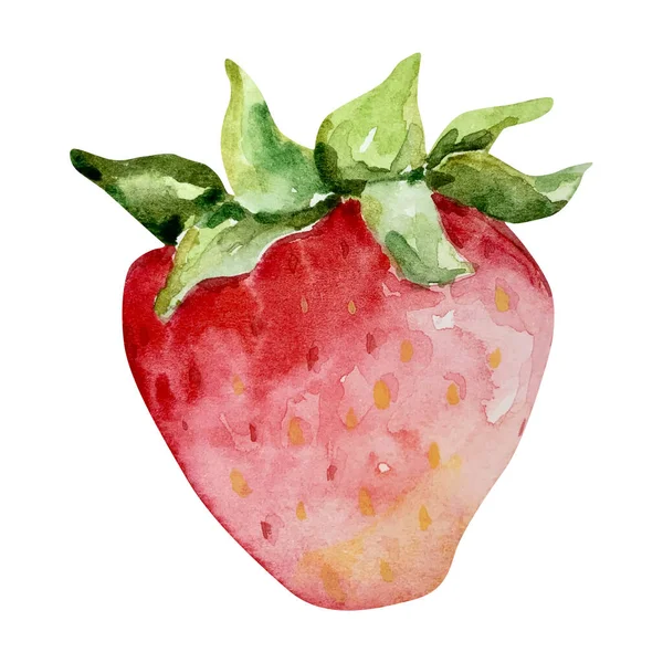 Watercolor Bright Strawberry Berry Stock Image