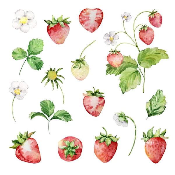 Watercolor Bright Red Strawberry Berry Set Stock Photo