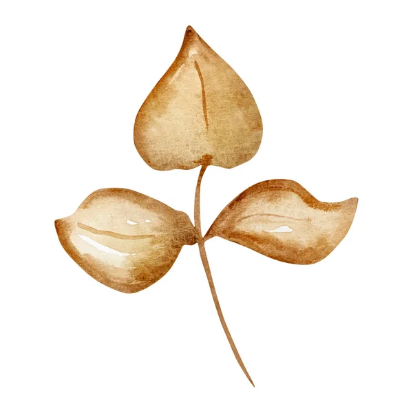 Υδατογραφία Καφέ Τρυφερό Κλαδί Φύλλα Φθινοπωρινά Λουλούδια — Φωτογραφία Αρχείου