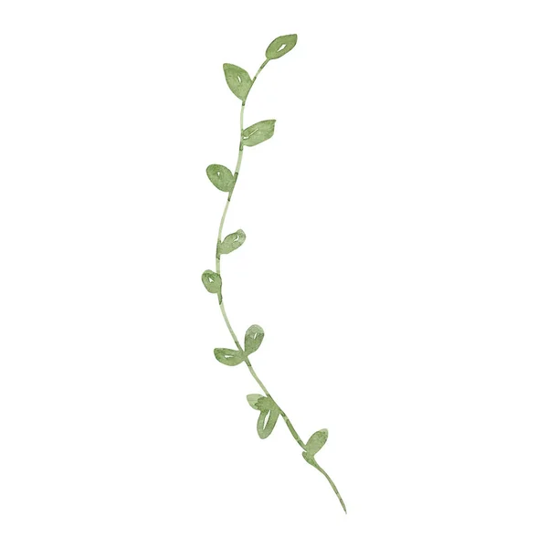 Υδατογραφία Πράσινο Κλαδί Μικρά Φύλλα Φθινοπωρινά Λουλούδια — Φωτογραφία Αρχείου