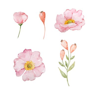 Suluboya seti böğürtlen ve çiçek, tasarım ve baskı için sonbahar illüstrasyonu