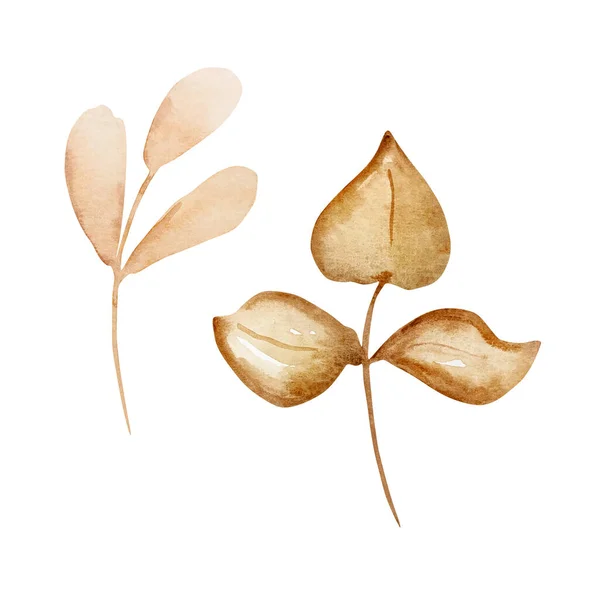 Akvarel Set Křehká Větev Listy Podzimní Květinové — Stock fotografie