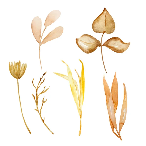 Akvarel Set Křehká Větev Listy Podzimní Květinové — Stock fotografie