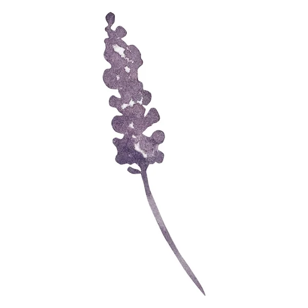 Acuarela Púrpura Oscura Flor Elegante —  Fotos de Stock